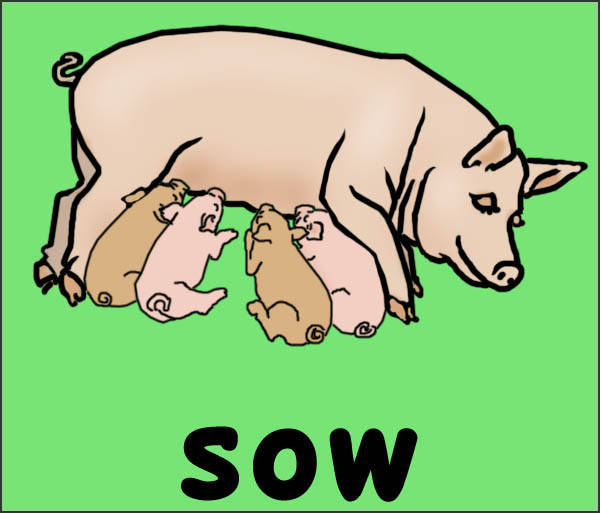slideshow